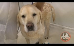  Groomer Gregg Dog Grooming and Pet Wellness Tips