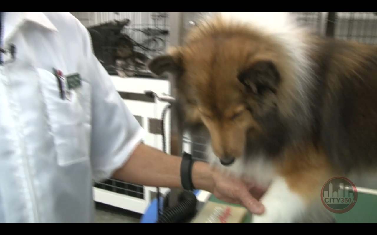 Groomer Gregg Dog Grooming and Pet Wellness Tips