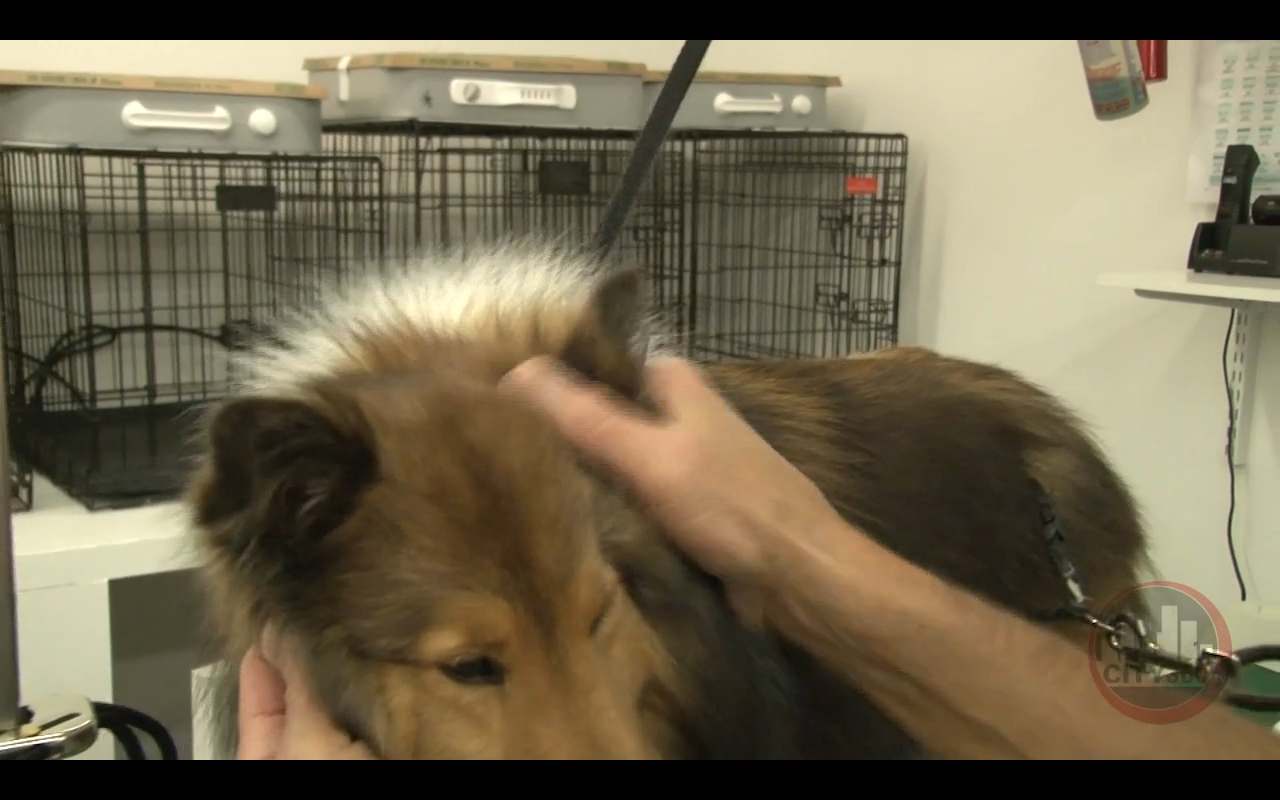 Groomer Gregg Dog Grooming and Pet Wellness Tips - Ear Cleaning