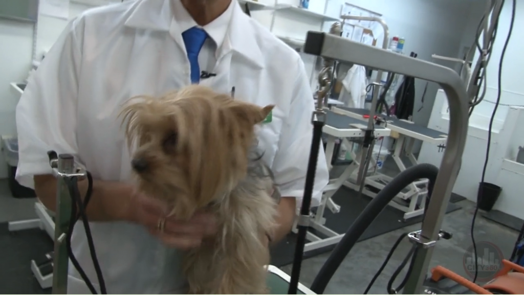 Groom A Yorkie - Low Maintenance Techniques by Groomer Gregg